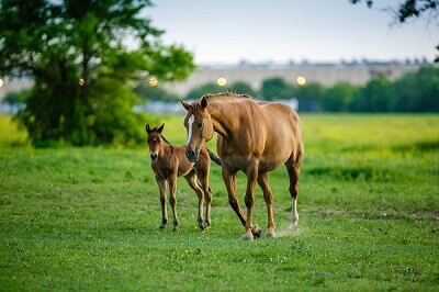 Horse and Foal in a Field